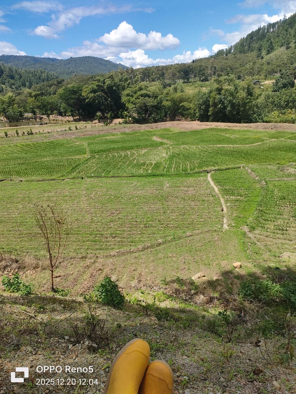 Kampung Uning Sepakat Salah Satu Kampung di Kabupaten Gayo Lues adlah kampung penghasil Ikan Mujahir