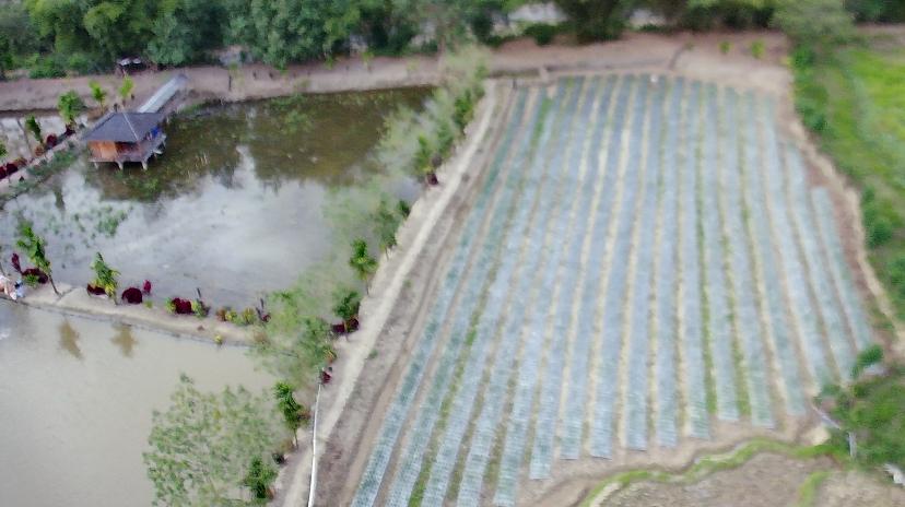 Kampung Uning Sepakat Kampung Budi daya Ikan Nila